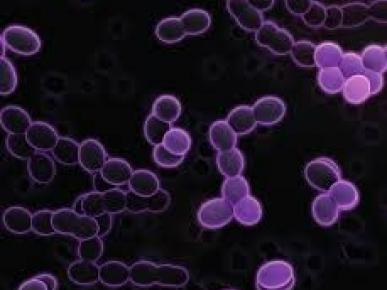 Co-inoculação de bactéria enológica com levedura selecionada: de tendência a uma prática reconhecida